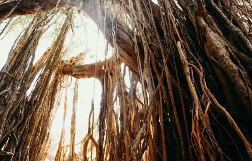 🌴 5 Days / 4 Nights Goa Tour Package